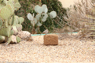 Birds feeding on a seed brick