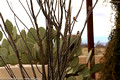 Cactus Wrens on the branches of an Ocotillo