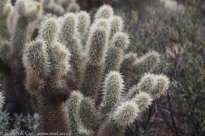 Teddy Bear Cholla