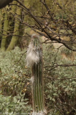 Old Man hairy Cactus