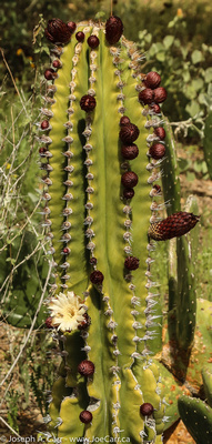 Flowering Hecho Cactus