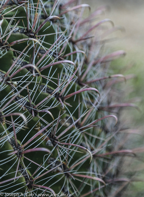 Fishhoot Barrel Cactus