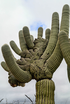 Cristate Saguaro cactus