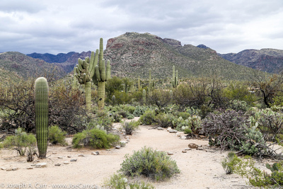 Saguaro cactus, bushes and the Catalina Mountains