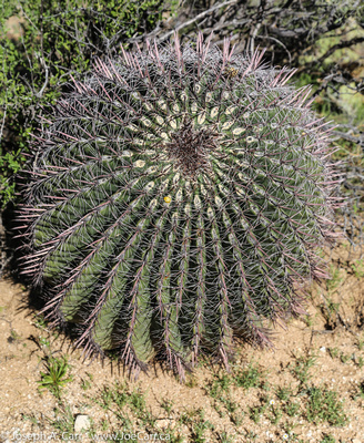 Beehive Barrel cactus