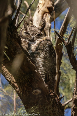 Male Great Horned Owl perched in a tree