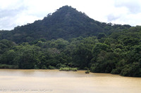 Jungle along the lake shoreline