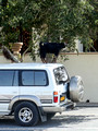 A goat standing on a car in order to reach some tree leaves