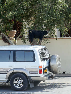A goat standing on a car in order to reach some tree leaves