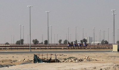 Camels being walked around the track