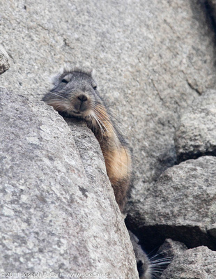 Andean viscacha resting in a niche in a stone wall