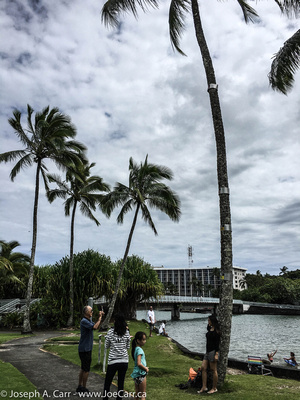 Palm tree with tsunami flood level markings