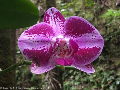 Mottled pink & purple orchid