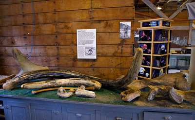 Tusks and bones from steppe bison, woolly mammoth and reinder from Pleistocene era - dug up by mining operations