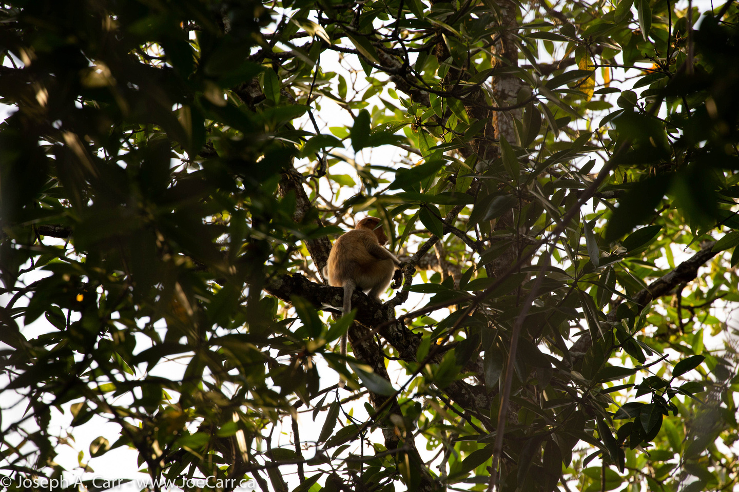 Proboscis monkey in a tree on the Brunei River