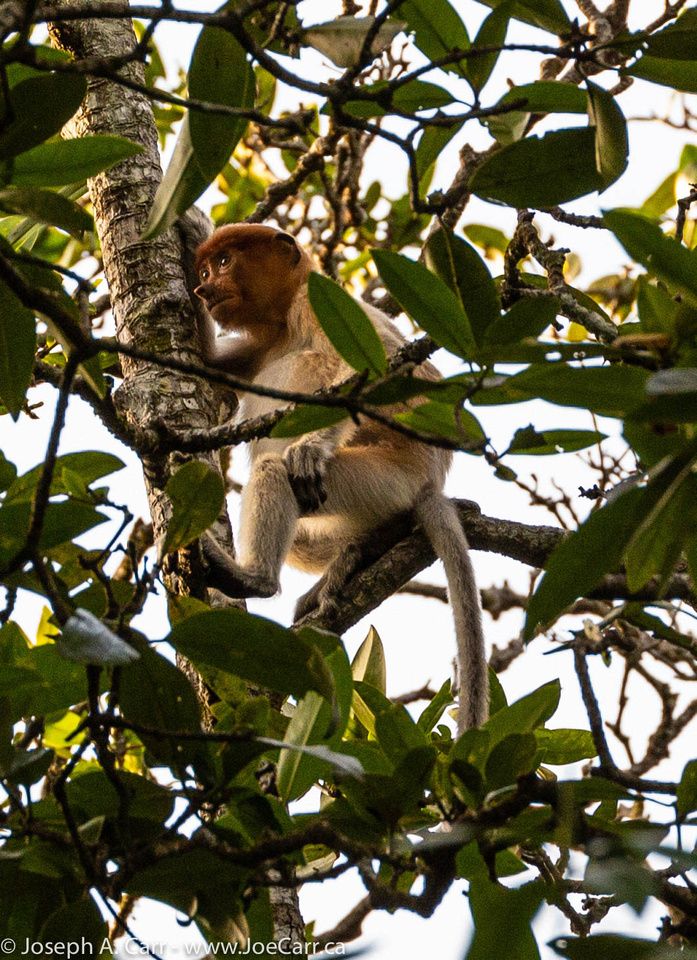 Proboscis monkey in a tree on the Brunei River