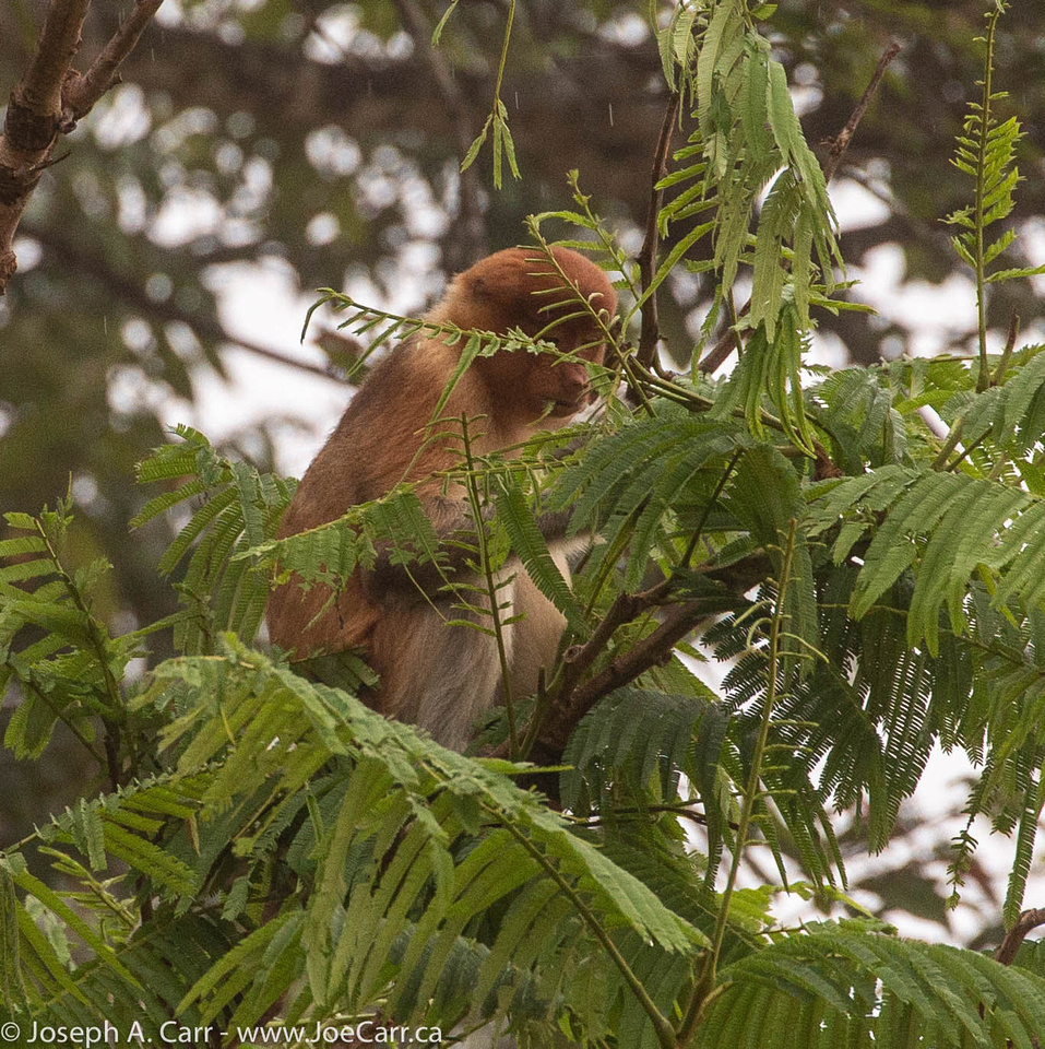 Female Proboscis monkey feeding in the morning