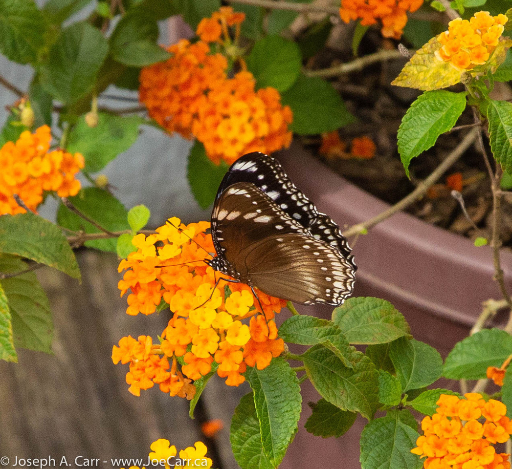 A spotted brown butterfly on some orange blossoms at our rest stop