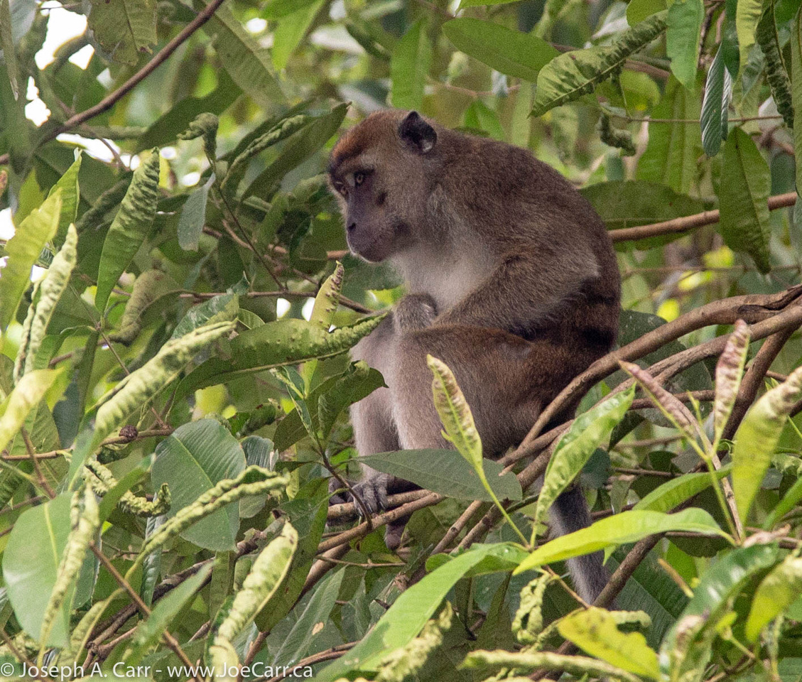 Macaque monkey at our rest stop