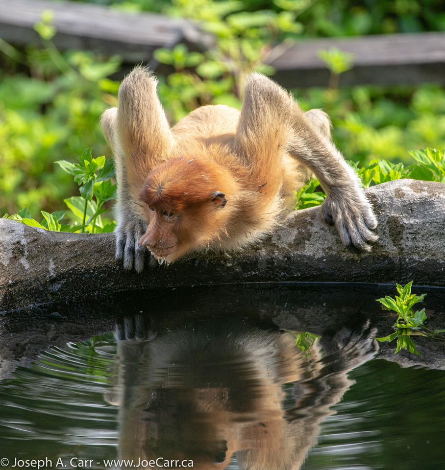 Proboscis Monkey drinking water