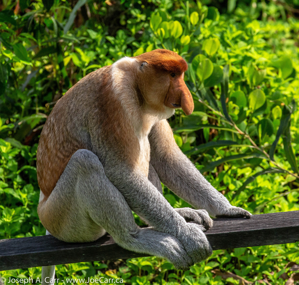 Male Proboscis Monkey in profile