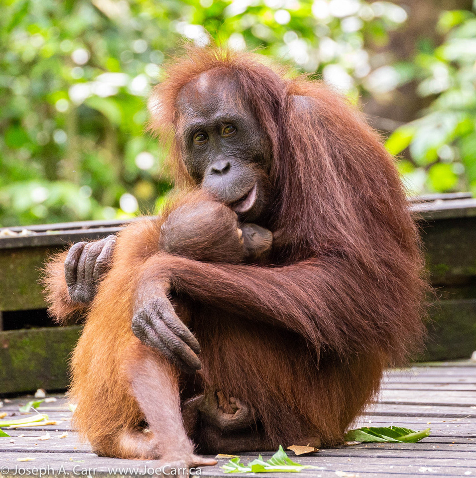 Orangutan mother and baby