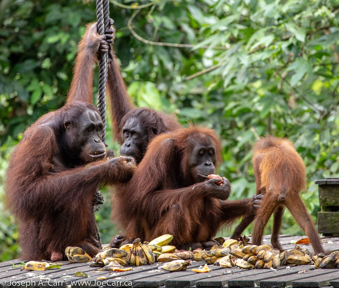 Orangutans at the feeding station