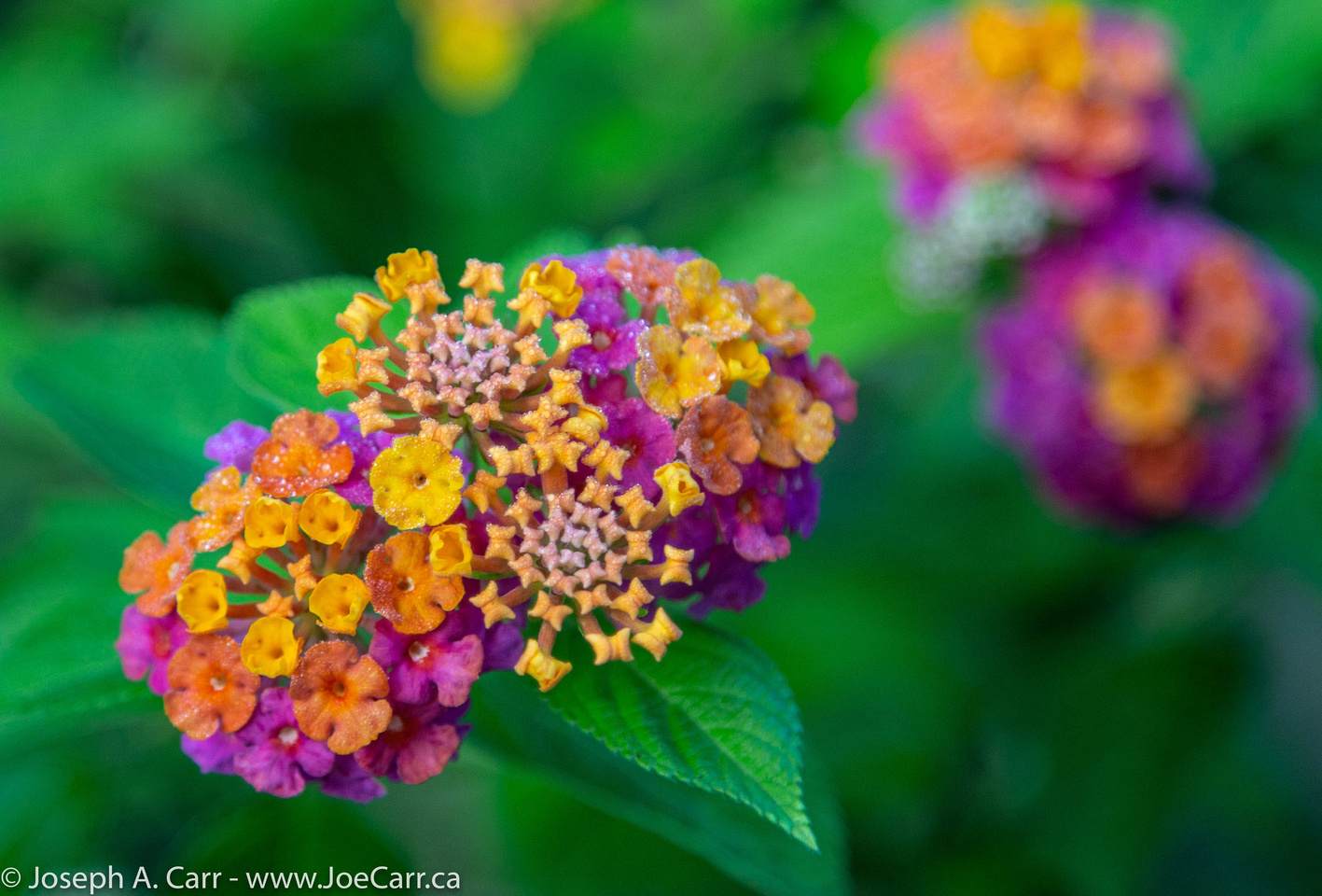 Yellow and purple flowers on a bush