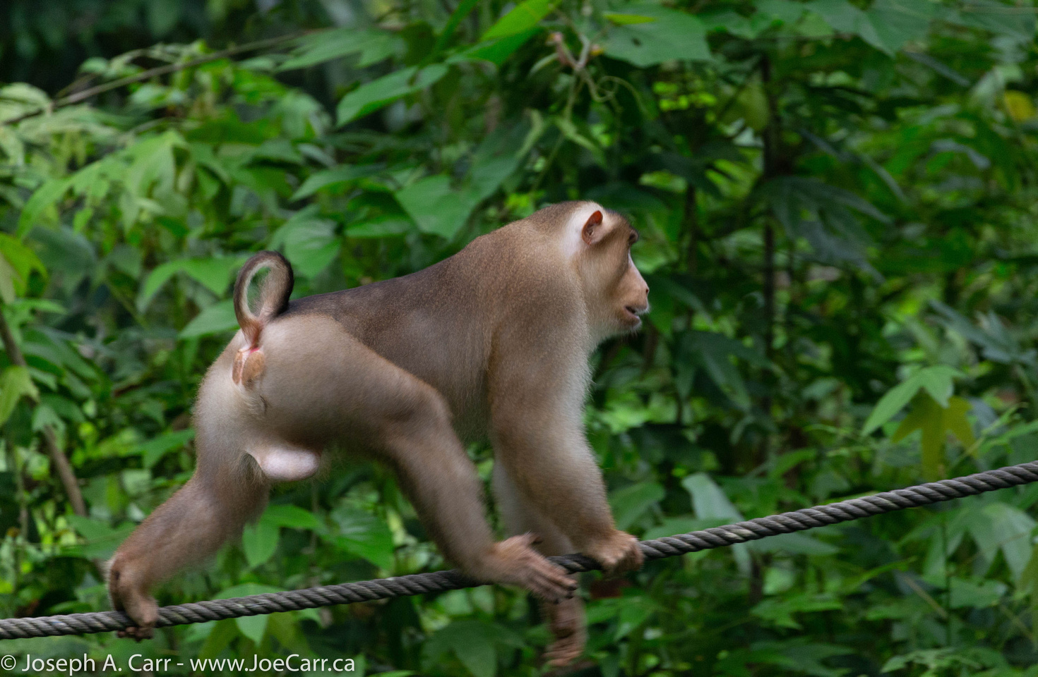 Male Pigtailed Macaque monkey walking a rope to the Orangutan  feeding station