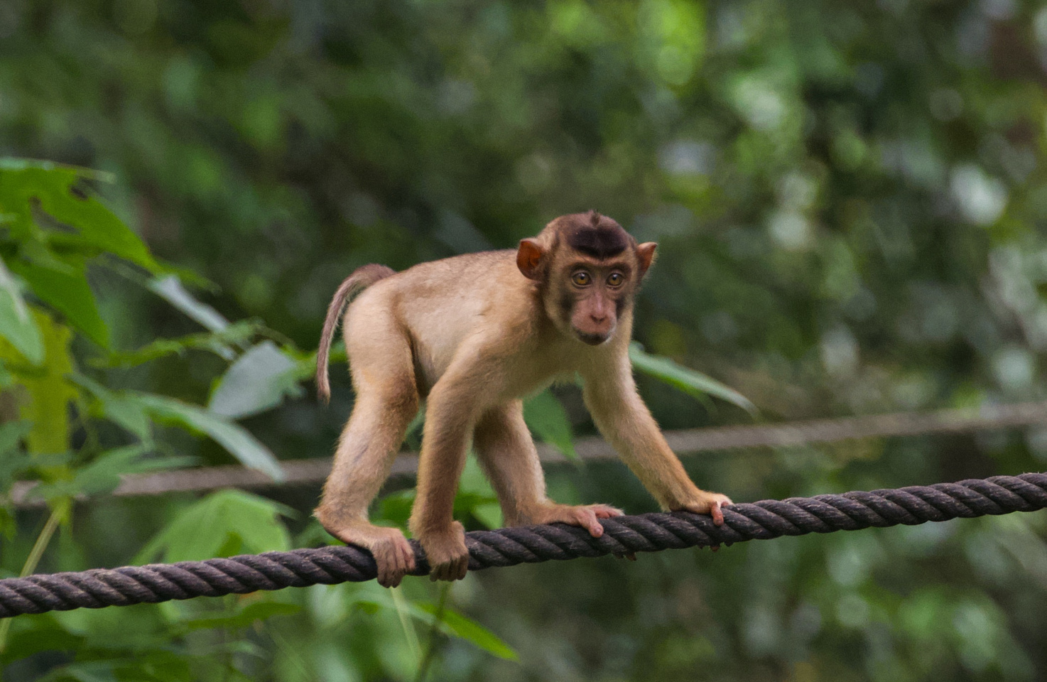 Young Pigtailed Macaque monkey walking a rope to the Orangutan  feeding station