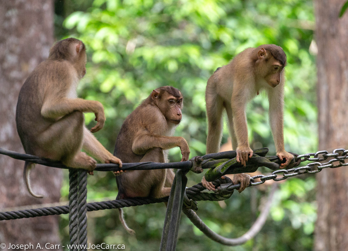 A trio of Pigtailed Macaque monkeys waiting at the feeding station