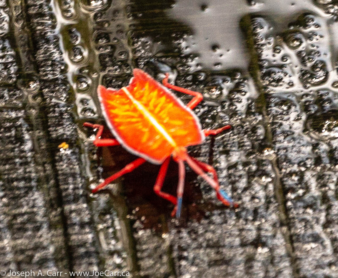A poisonous red bug on the walkway
