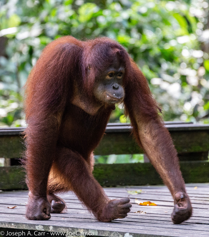 Orangutan on the feeding platform
