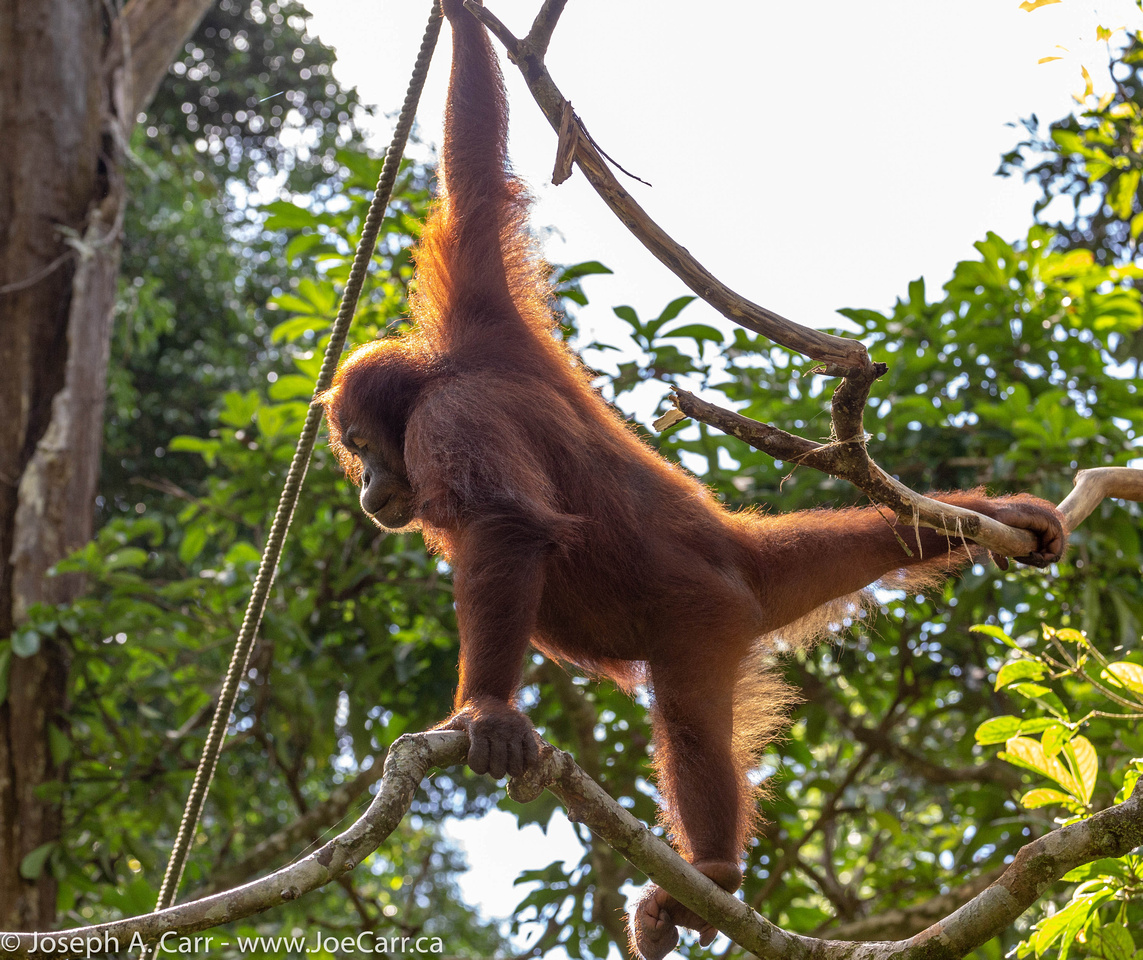 Orangutan hanging on the ropes
