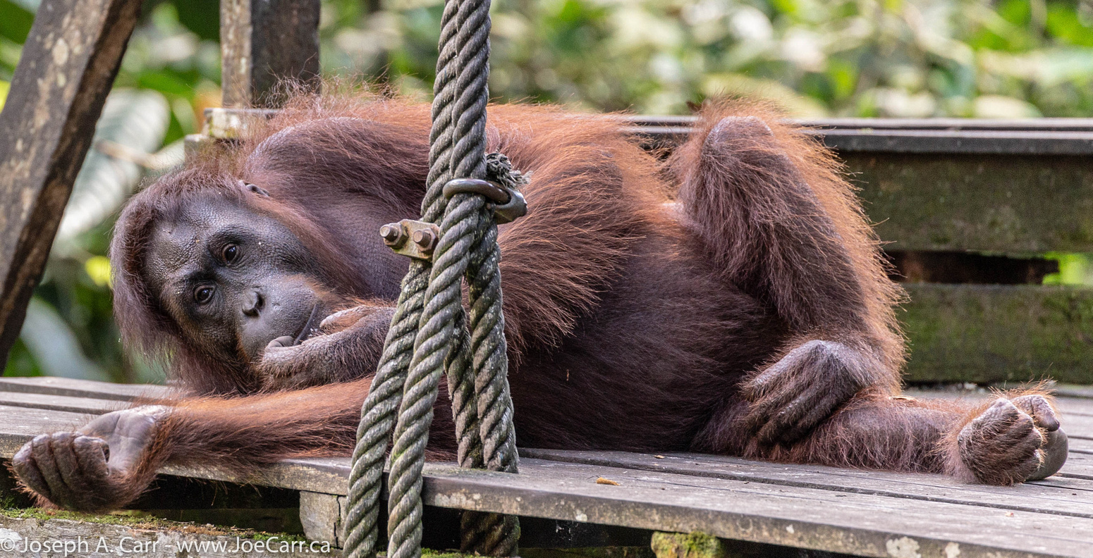 Orangutan reclining on the feeding platform