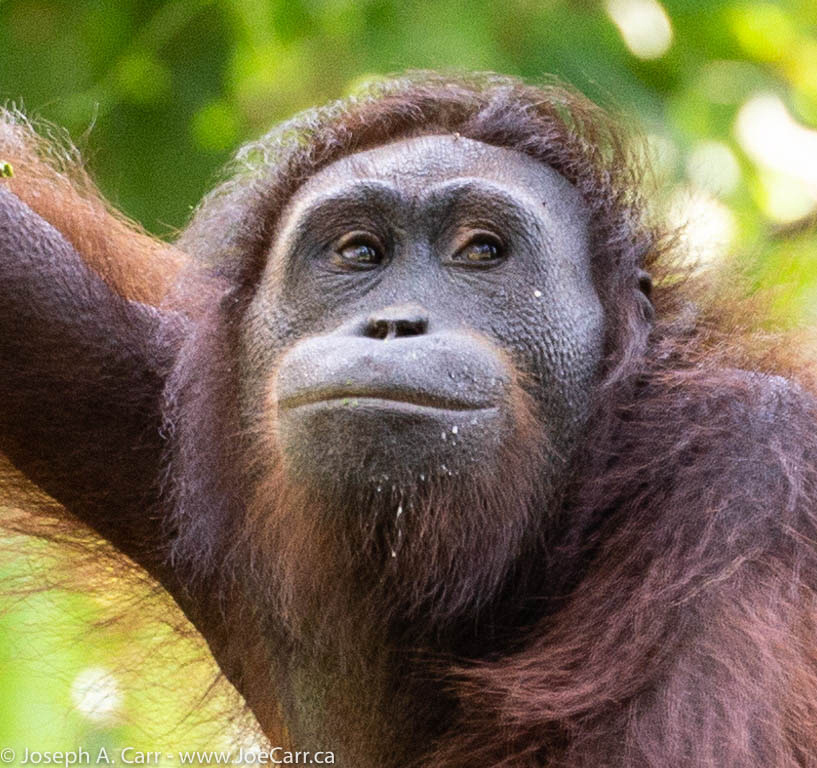 Orangutan sitting on the feeding platform