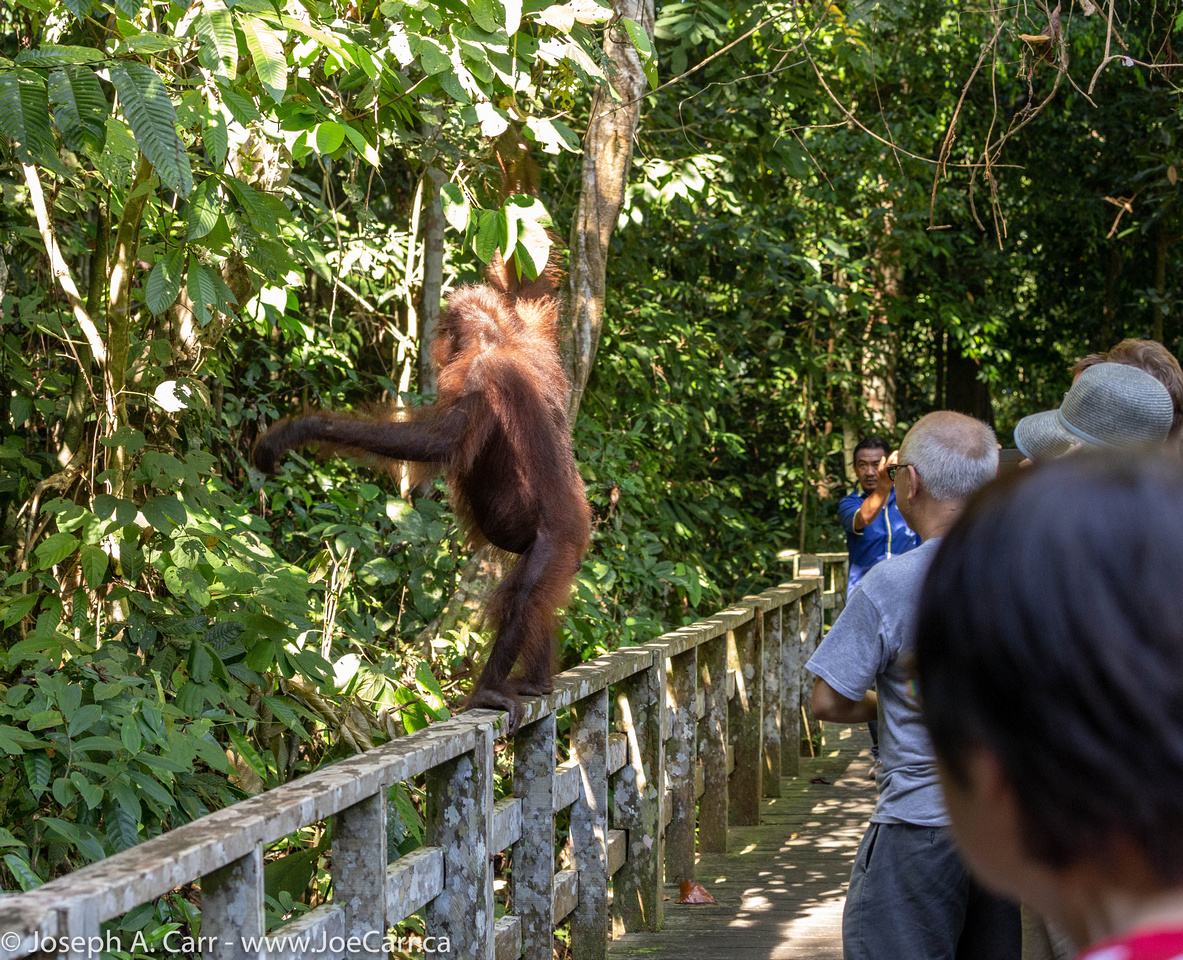 Mimi, the Orangutan walking along the walkway railing in front of a group of people