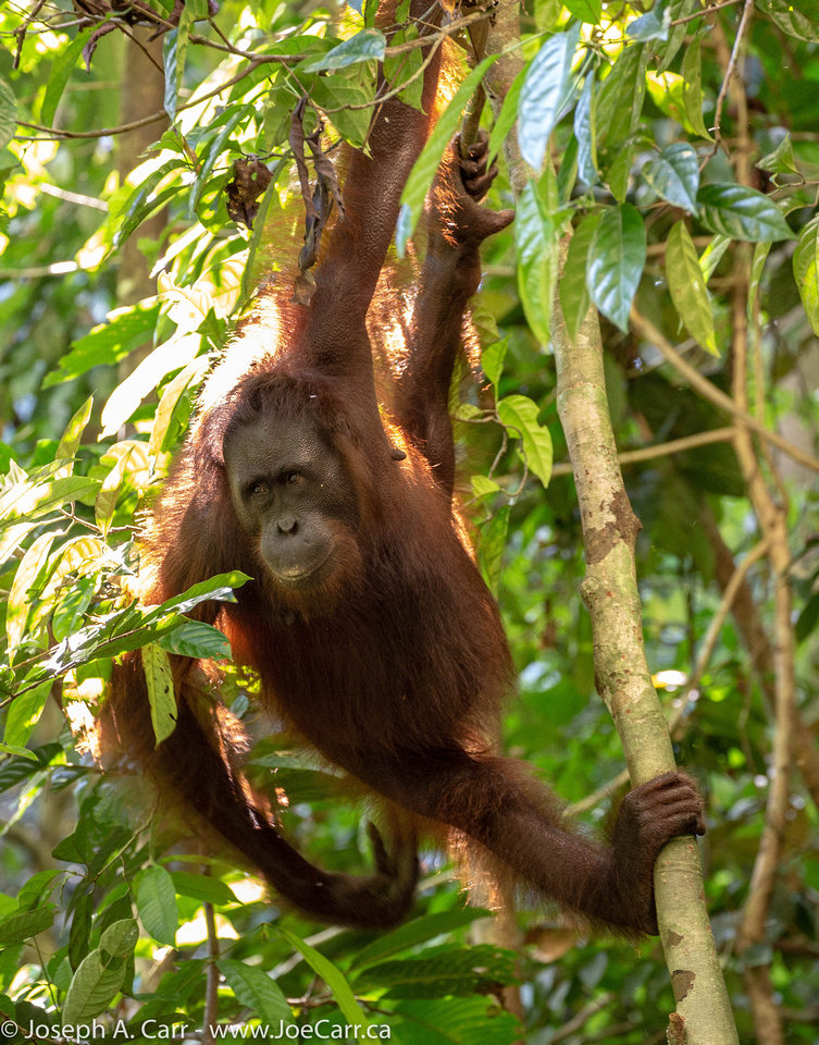 Mimi, the Orangutan in the bush beside the walkway