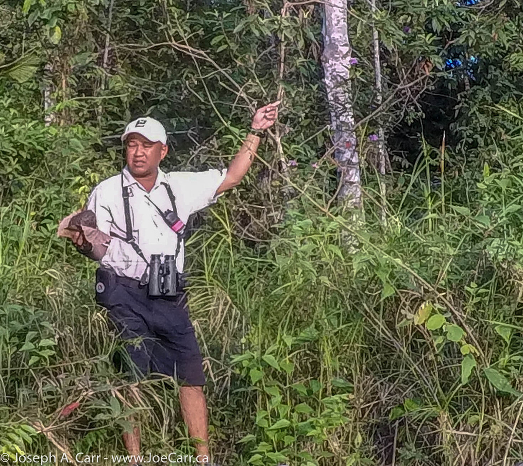 Our guide finds fresh dung from Pygmy Elephants