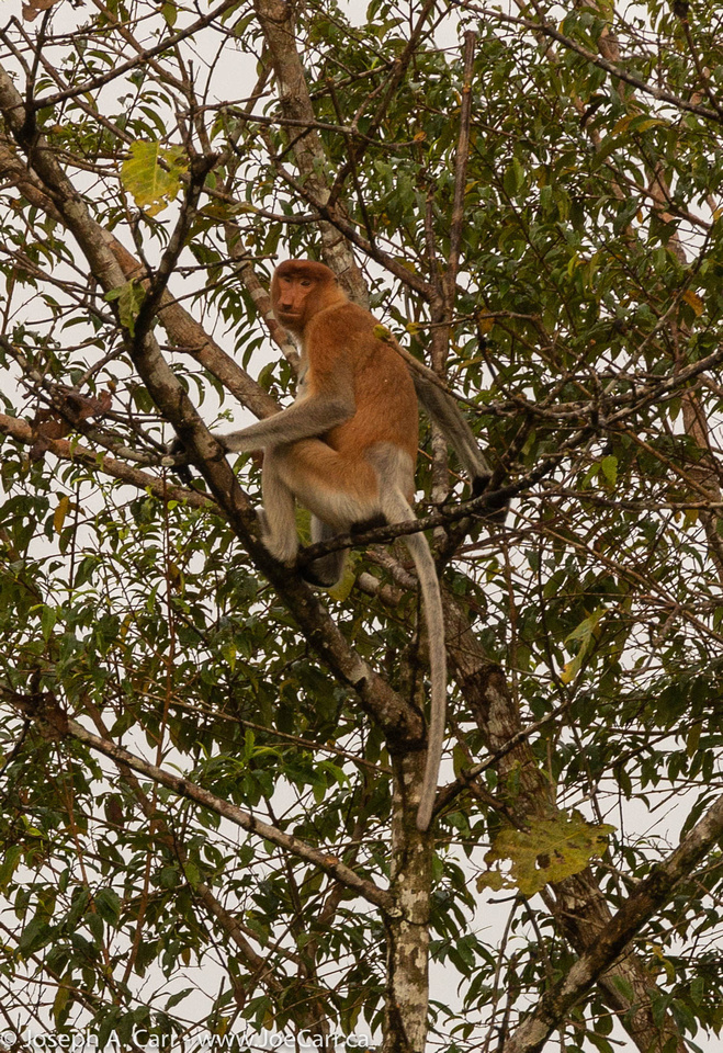 Female Proboscis monkey in a tree