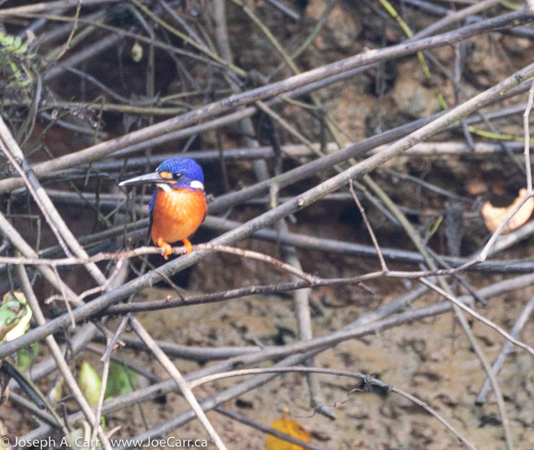 Male Blue-eared Kingfisher