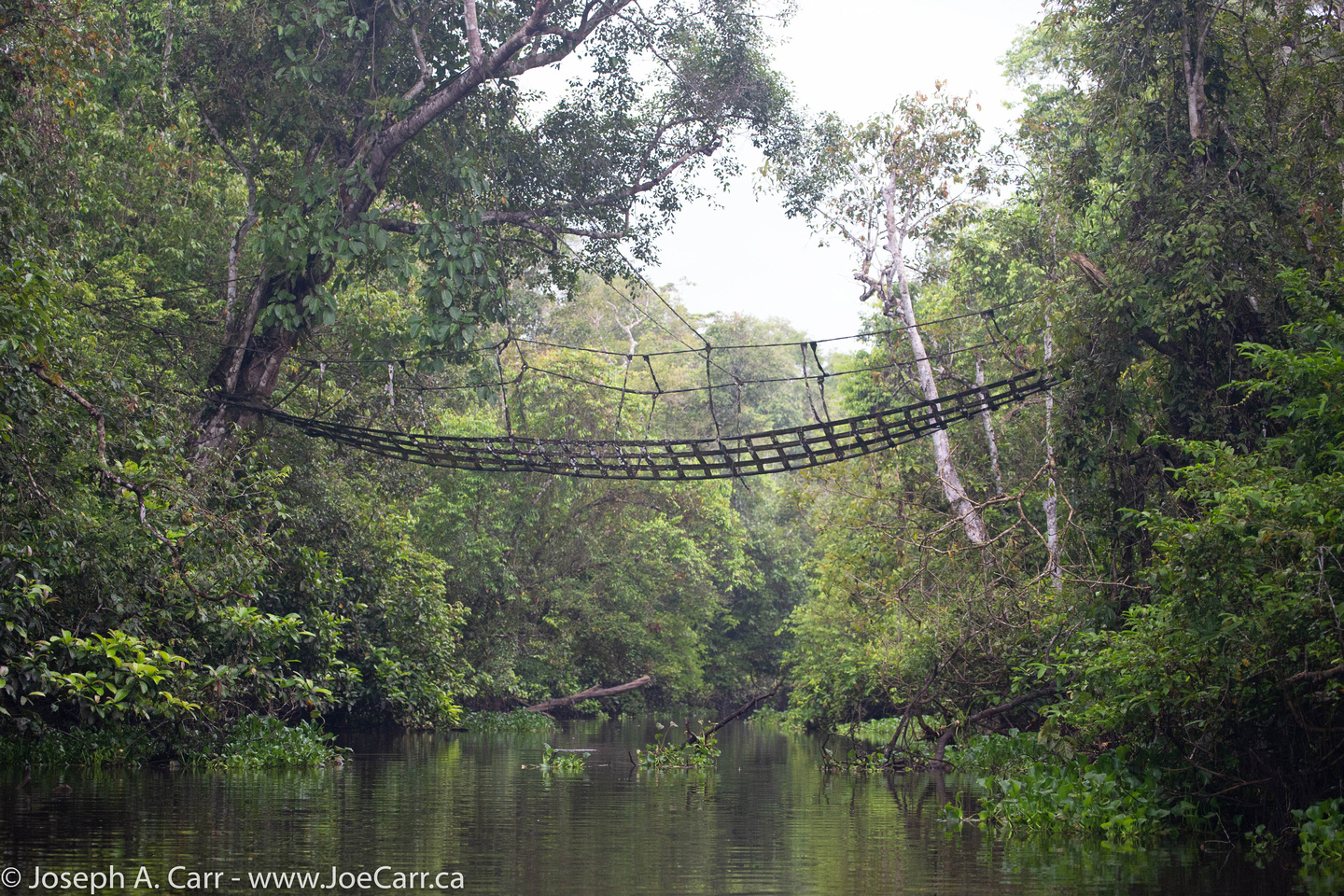 Orangutan bridge across the river