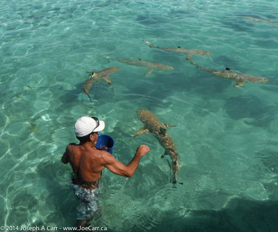 Feeding the Black-tipped sharks and Sting rays