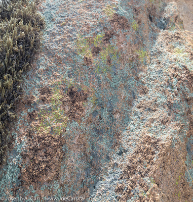 Multi-coloured lichen on a boulder