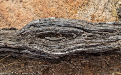 Nearly-petrified wood