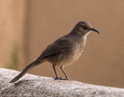 Bendire's Thrasher just outside the coffee shop