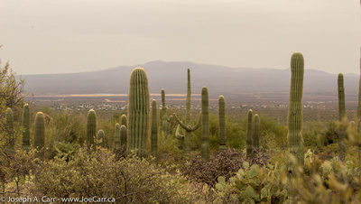 Saguaro Cactus in the rain