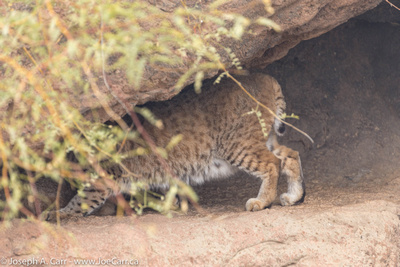 Bobcat retreating into the rocks