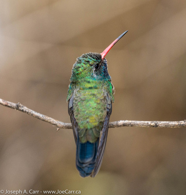 A Broad-billed Hummingbird perched on a branch
