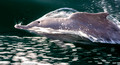 Dolphin plays in the boat wake